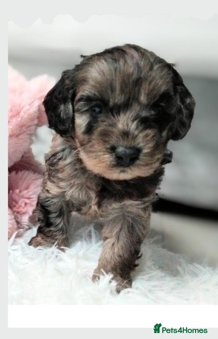 Cavapoo dogs Stunning F2B Cavapoo's Health Tested - Advert 16