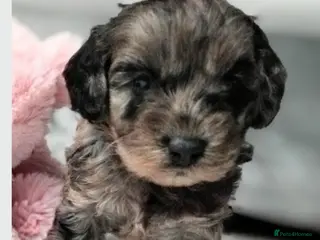 Cavapoo dogs Stunning F2B Cavapoo's Health Tested - Advert 16