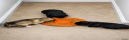 Utonagan dogs for sale: Malamute x Husky Boys  - Advert 4