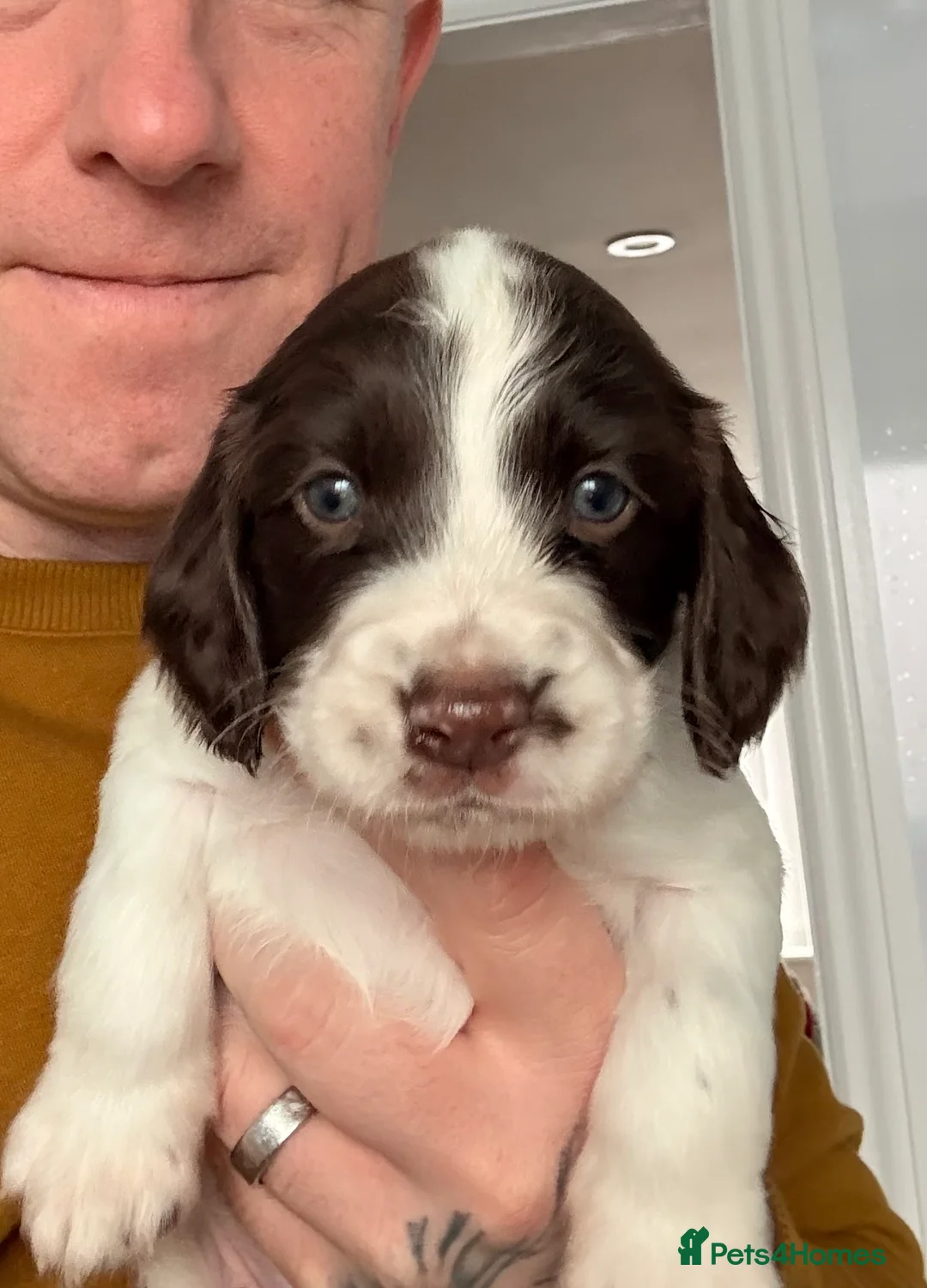 Mixed Breed dogs for sale: Cockapoo x English Springer Spaniel  in Holmfirth - Advert 12