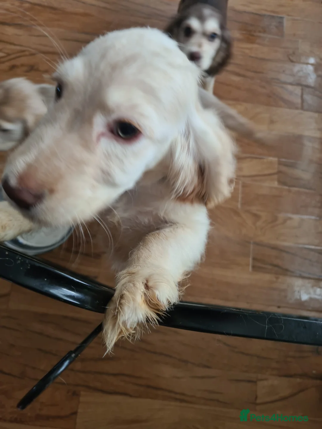 Cocker Spaniel dogs for sale: Cocker spaniel puooys - Advert 13