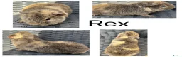 Guinea Pig rodents for sale: Boy/Male/Boar guinea pigs. In bonded pairs  - Advert 7