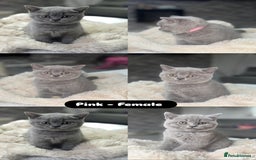 British Shorthair cats for sale: Beautiful British short hair kittens for sale  - Image 5
