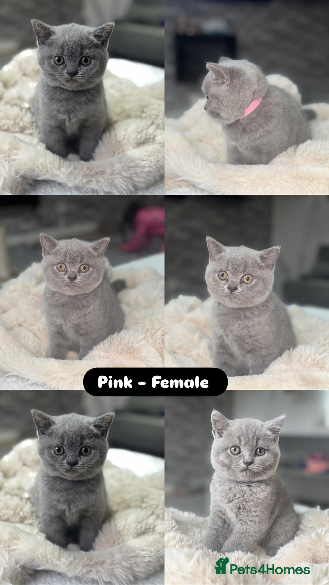 British Shorthair cats for sale: Beautiful British short hair kittens for sale  - Image 5