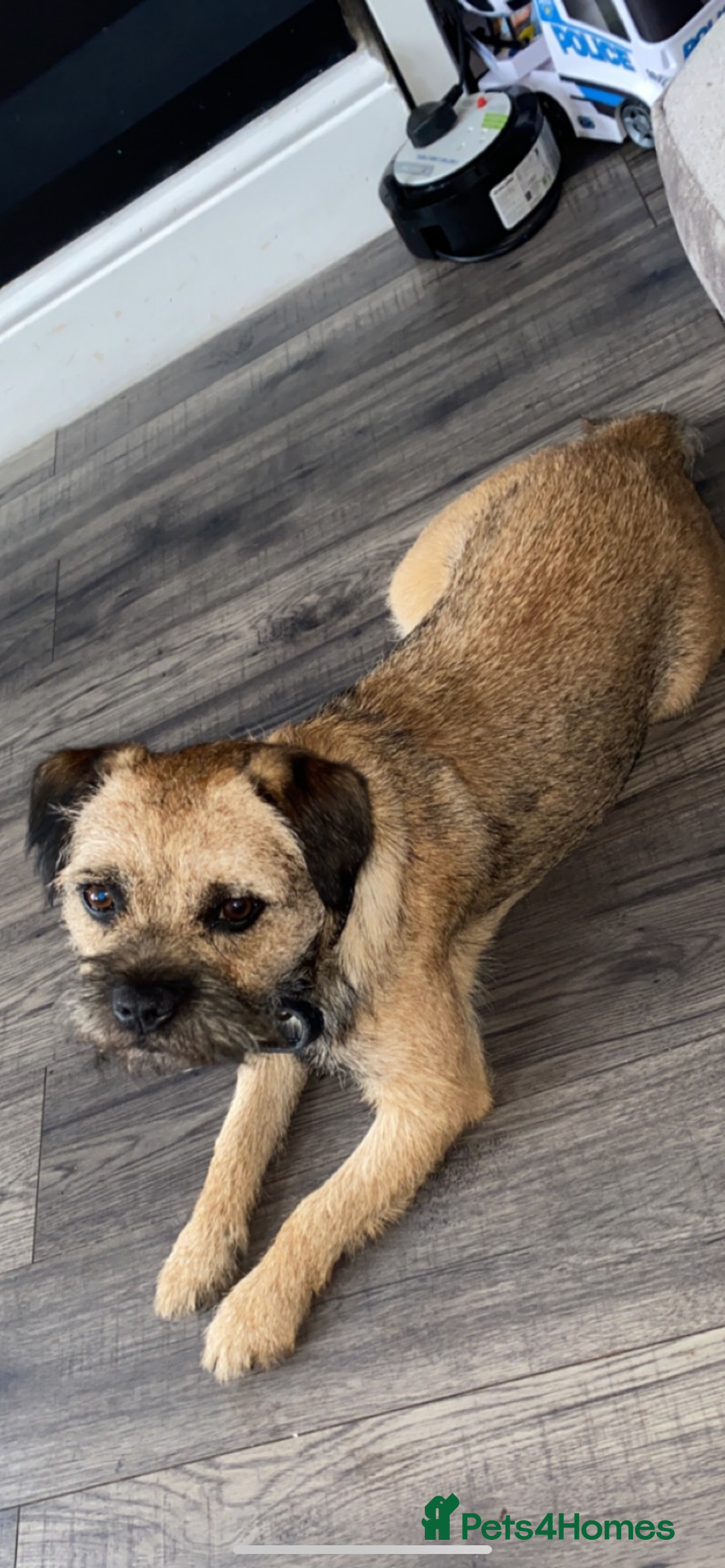 Border Terrier dogs for stud: Border terrier stud  in Rochdale - Image 11