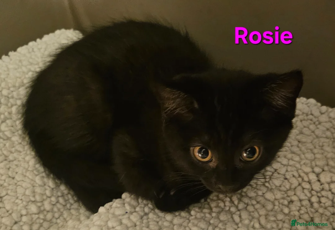 British Shorthair cats for sale: British Short Haired and Turkish Angora mix  - Advert 2