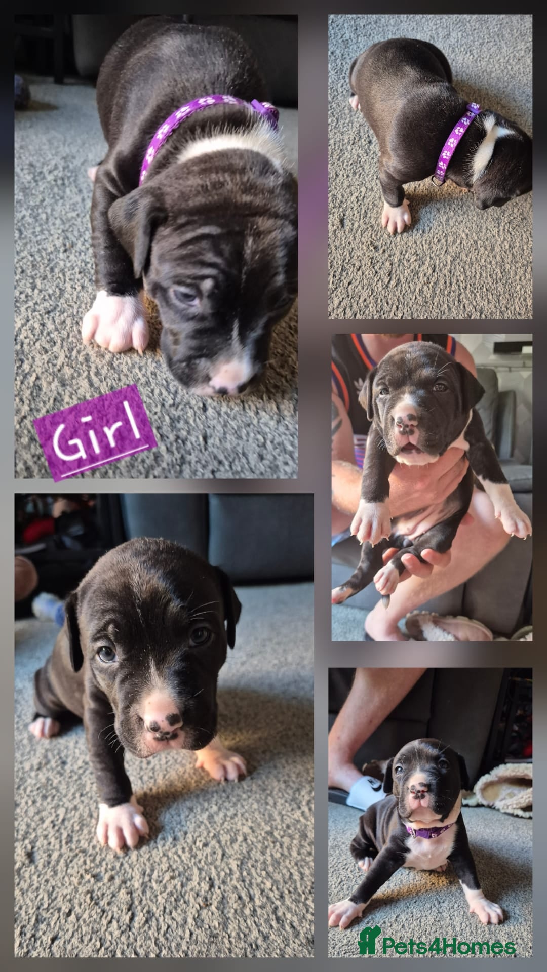 Mixed Breed dogs for sale: Staffie cross sharpei  - Image 10