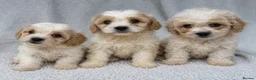 Cavachon dogs for sale: Stunning cavachons puppies  - Advert 1