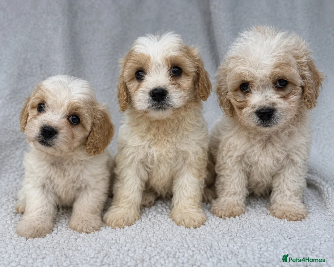 Cavachon dogs for sale: Stunning cavachons puppies  - Advert 1