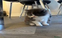 Ragdoll cats for sale: Reserved - Image 6