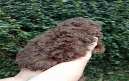 Toy Poodle dogs for sale:  🐩 Tiny Chocolate Toy Poodle – Ready in 2 Weeks! - Image 7