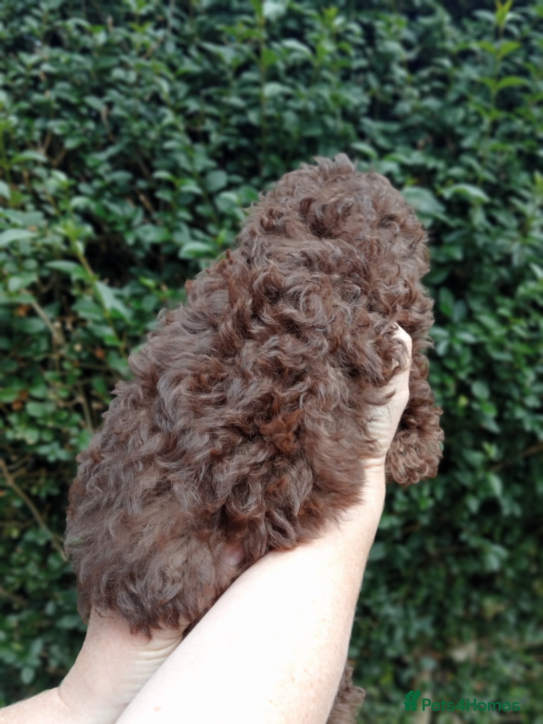 Toy Poodle dogs for sale:  🐩 Tiny Chocolate Toy Poodle – Ready in 2 Weeks! - Image 7