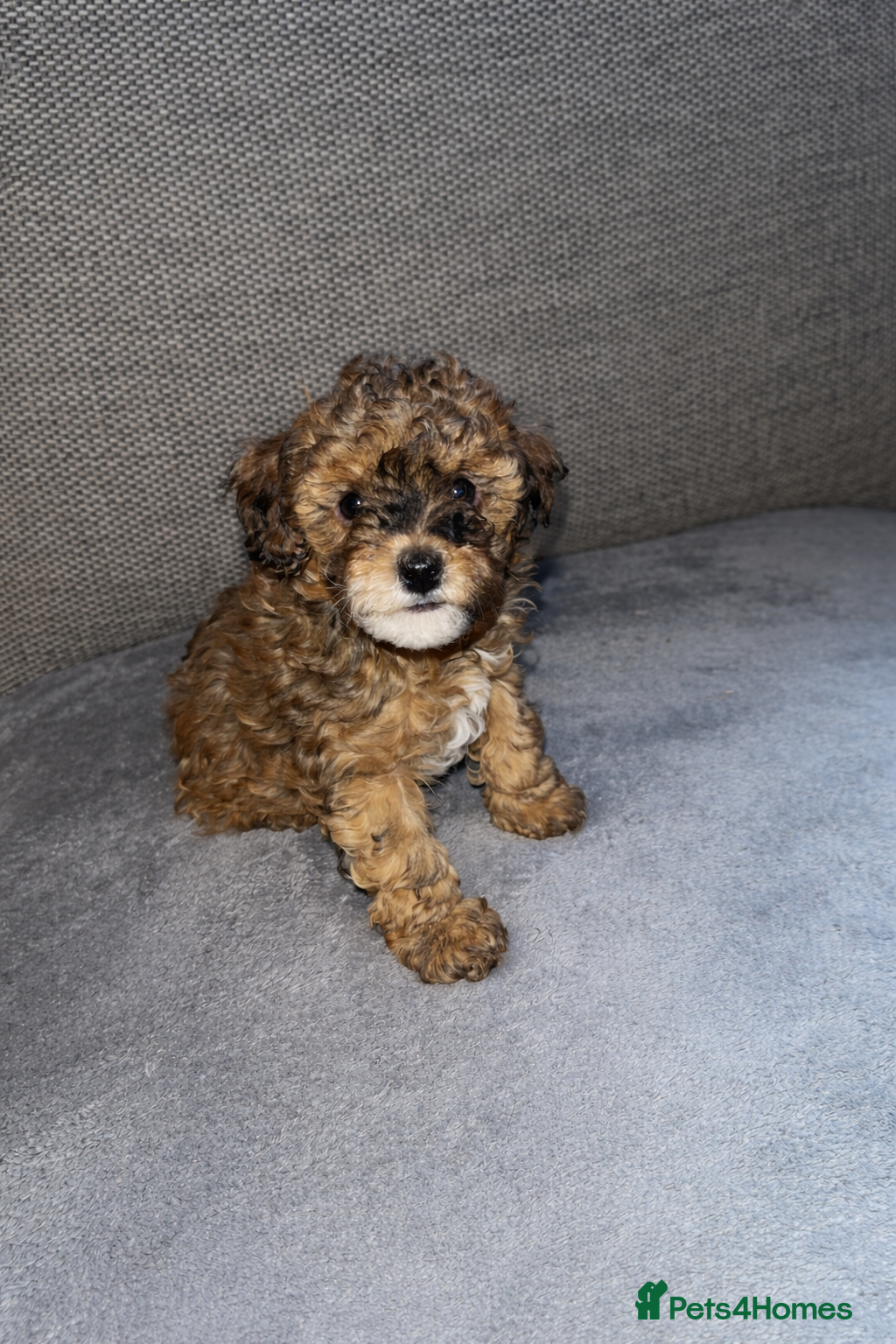 Toy Poodle dogs Toy poodles 8 weeks old - Advert 3