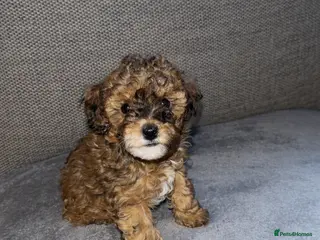Toy Poodle dogs Toy poodles 8 weeks old - Advert 3