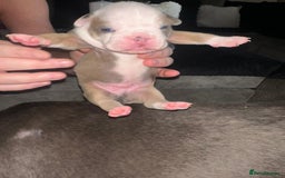 Olde English Bulldogge dogs for sale: Olde English Bulldogge Puppies  - Image 31