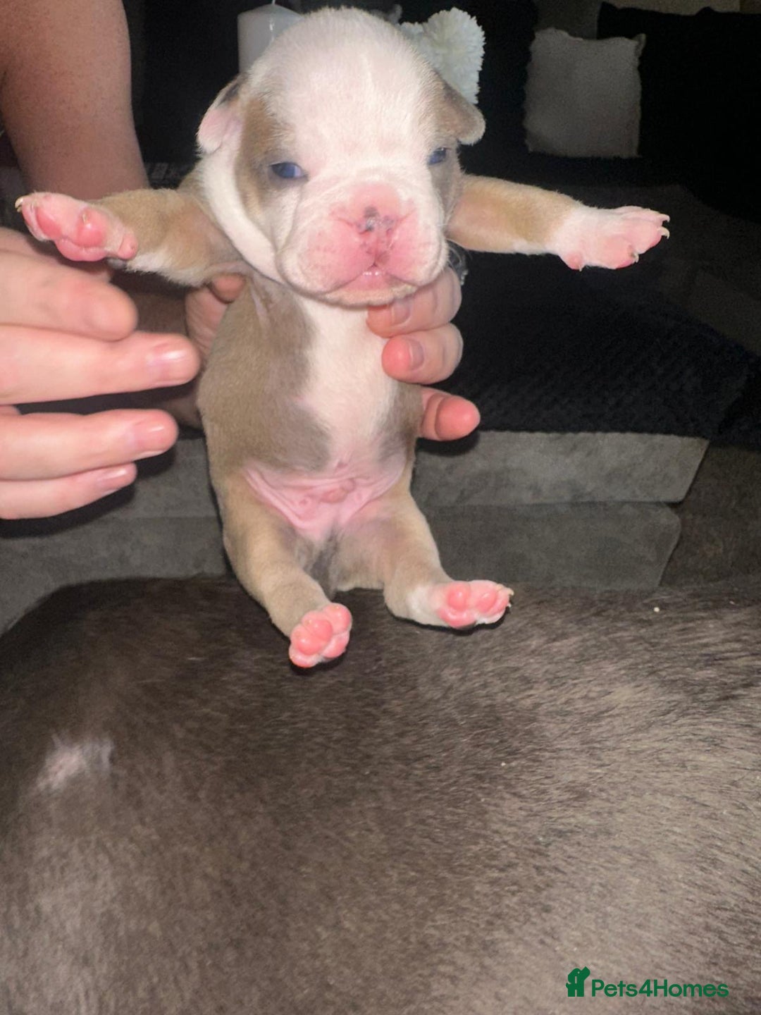 Olde English Bulldogge dogs for sale: Olde English Bulldogge Puppies  - Image 31