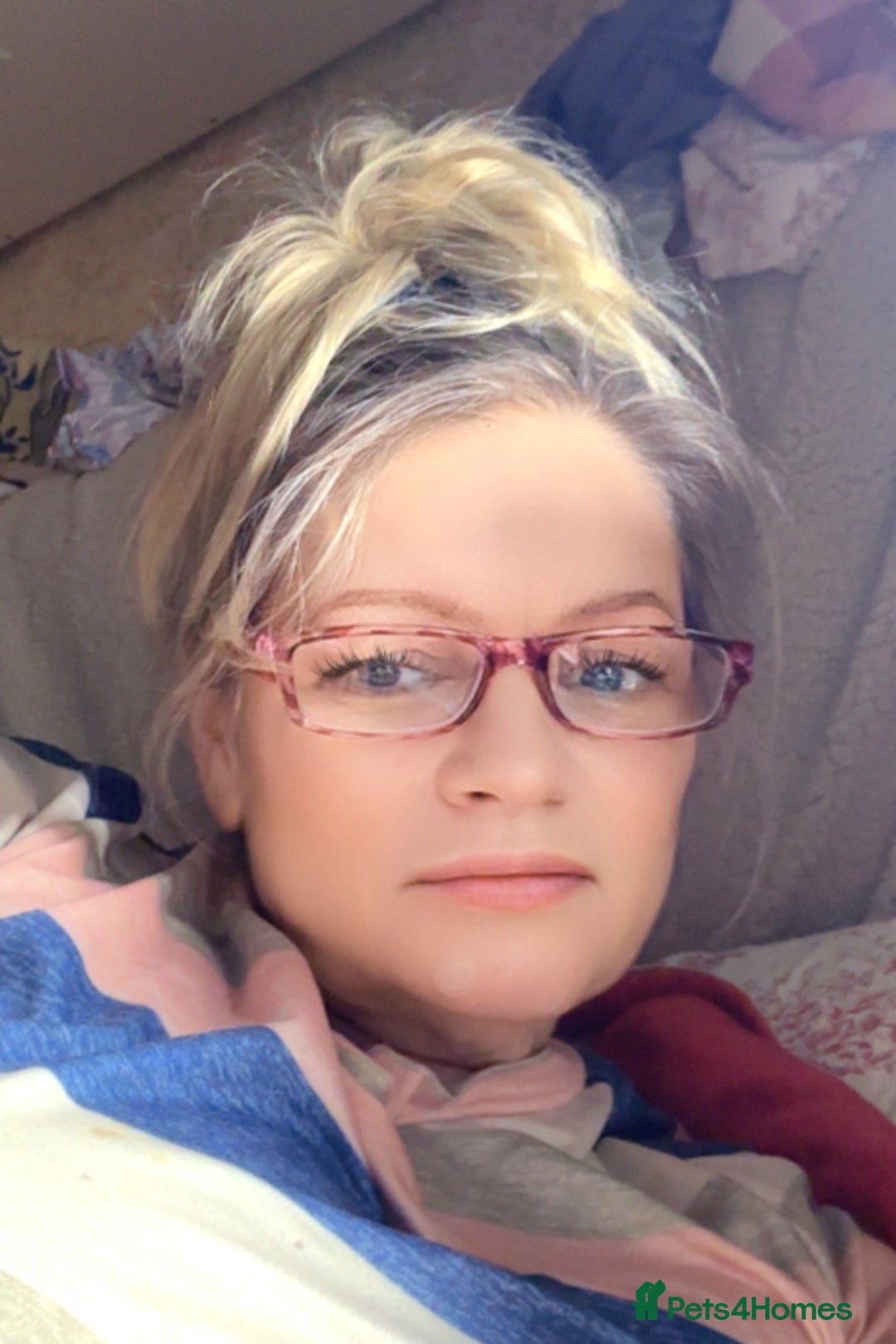 Shih Tzu dogs for sale: Lavender White Imperial Shih Tzu Puppies - Advert 16