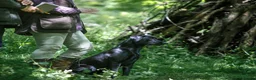 Labrador Retriever dogs for sale: 1x KC Reg Fully Health Tested Clear Active Lab Pup - Advert 2