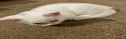 Mixed Breed cats for sale: White/black beautiful kittens - Advert 5