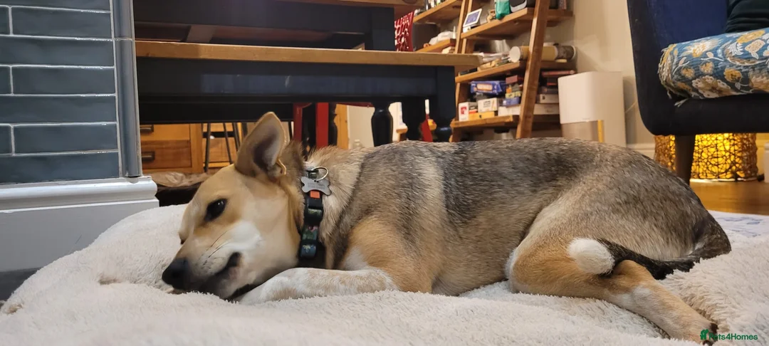 Mixed Breed dogs for adoption: ❤️ Lolly❤️- 1.5-year-old small gentle girl  - Advert 9