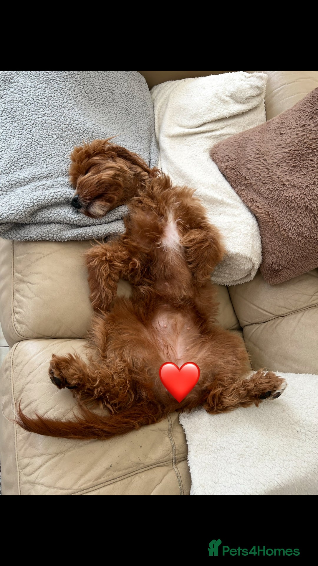 Cavapoo dogs for sale: Cavapoo F1b puppies due in December - Image 9