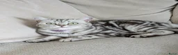 British Shorthair cats for sale: British Shorthair silver Tabby  KITTENS - Advert 9