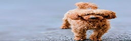 Miniature Poodle dogs for sale: MINIATURE POODLE BOYS NOW AVAILABLE!  - Advert 16
