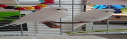 Budgerigars birds for sale: Beautiful male budgie - Advert 3