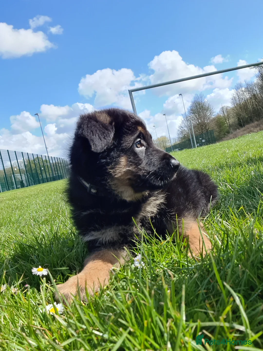 German Shepherd dogs for sale: Coda The German shelard in Blackburn - Advert 1