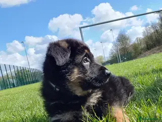 German Shepherd dogs Coda The German shelard - Advert 1