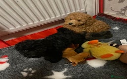 Toy Poodle dogs for sale: Two Adorable Toy Poodle  - Image 5