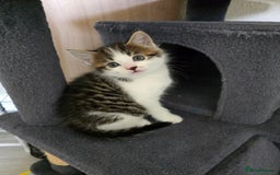 British Shorthair cats for sale: 5 beautiful kittens ready for a new home  - Image 9