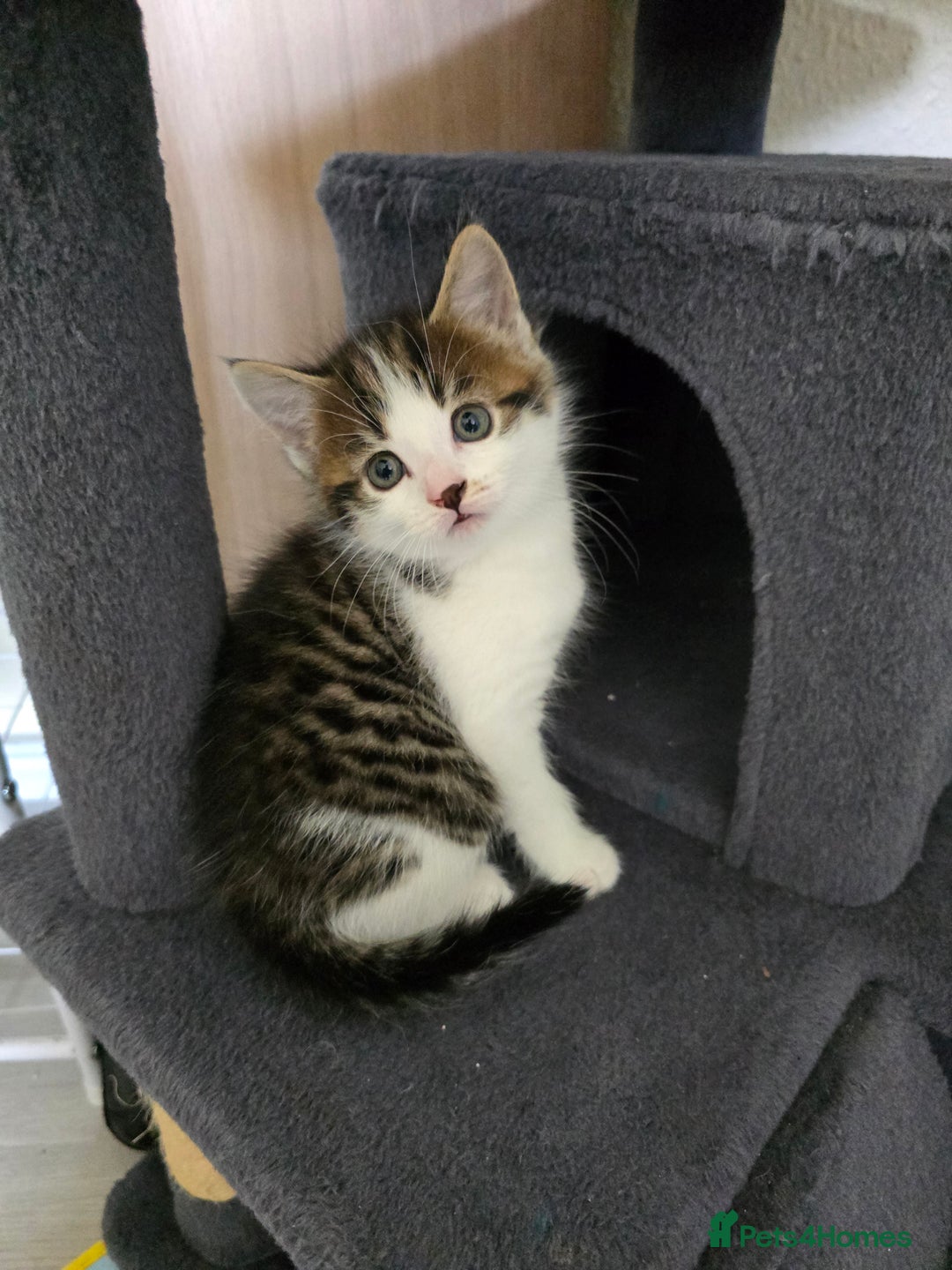 British Shorthair cats for sale: 5 beautiful kittens ready for a new home  - Image 9