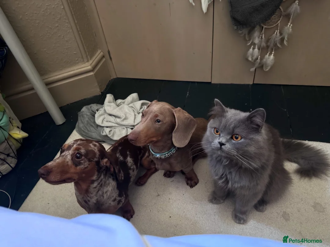 Miniature Dachshund dogs for sale: Isabelle boy- Peanut - Advert 7