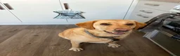 Labrador Retriever dogs for sale: Daisy the lab in Newport - Advert 2