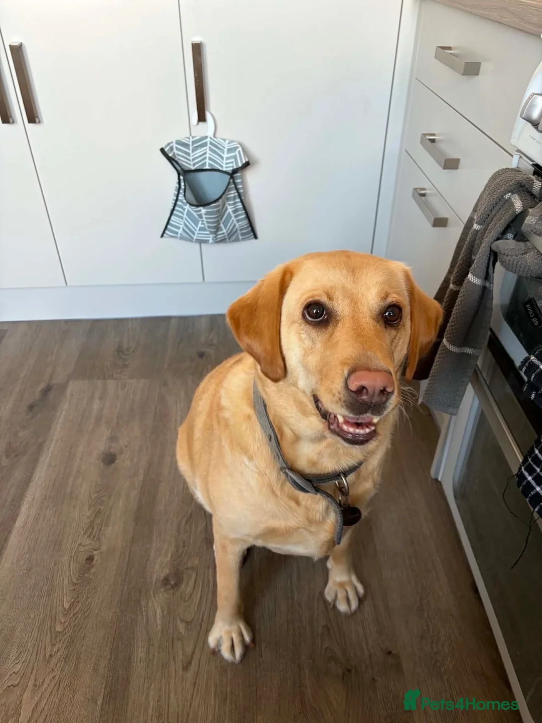 Labrador Retriever dogs for sale: Daisy the lab in Newport - Advert 2