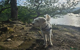 Goldendoodle dogs for stud: Standard white Goldendoodle for stud  in Wrexham - Image 2
