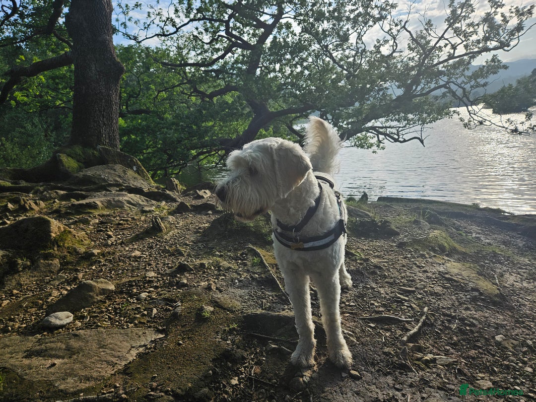 Goldendoodle dogs for stud: Standard white Goldendoodle for stud  in Wrexham - Image 2