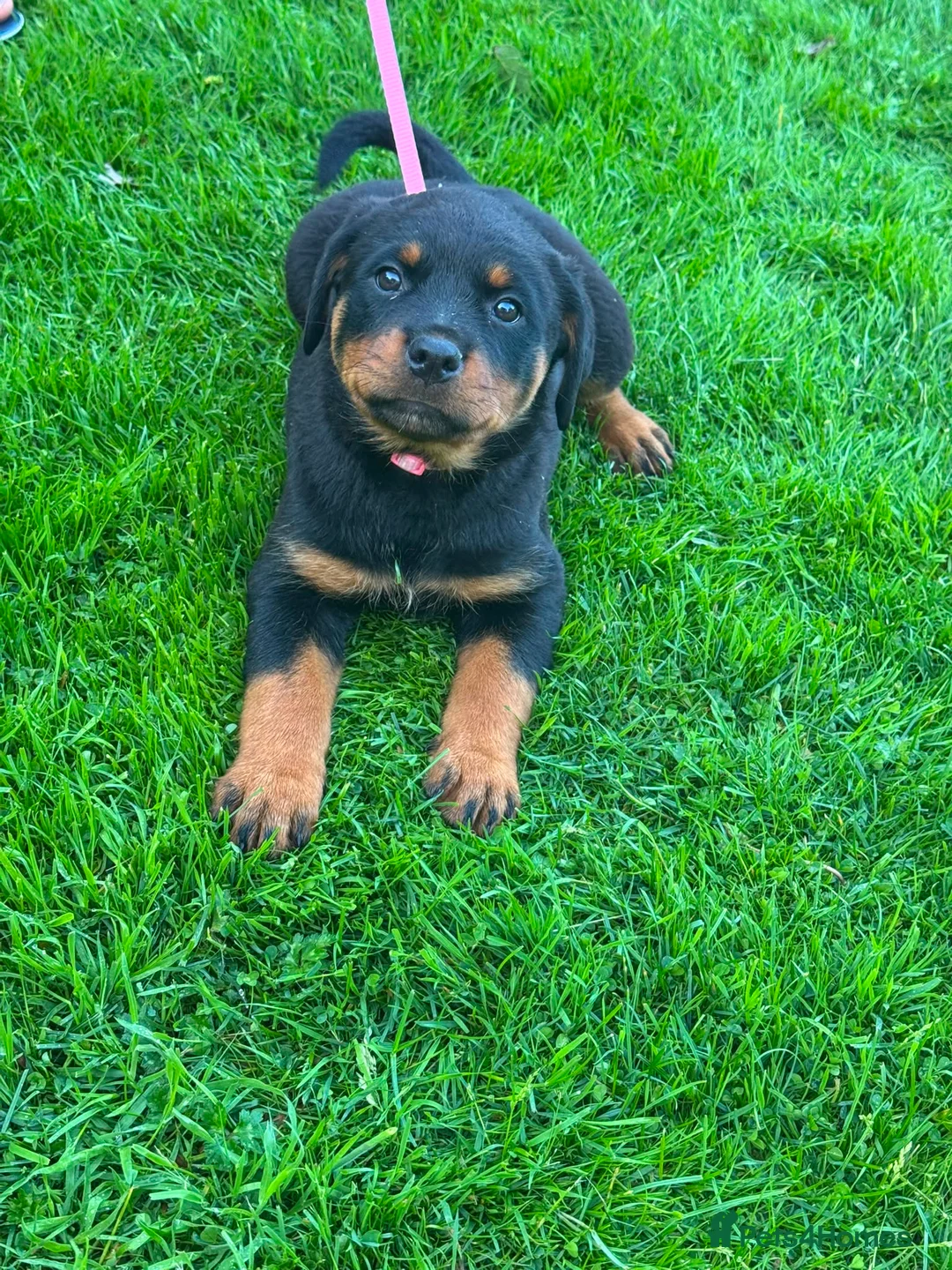 Rottweiler dogs for sale: Beautiful Rottweiler puppies for sale - Advert 2