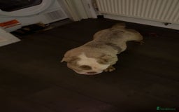 English Bulldog dogs for sale: English bulldog female  - Advert 3