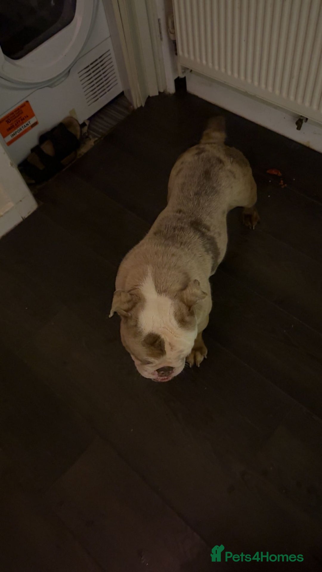 English Bulldog dogs for sale: English bulldog female  - Advert 3