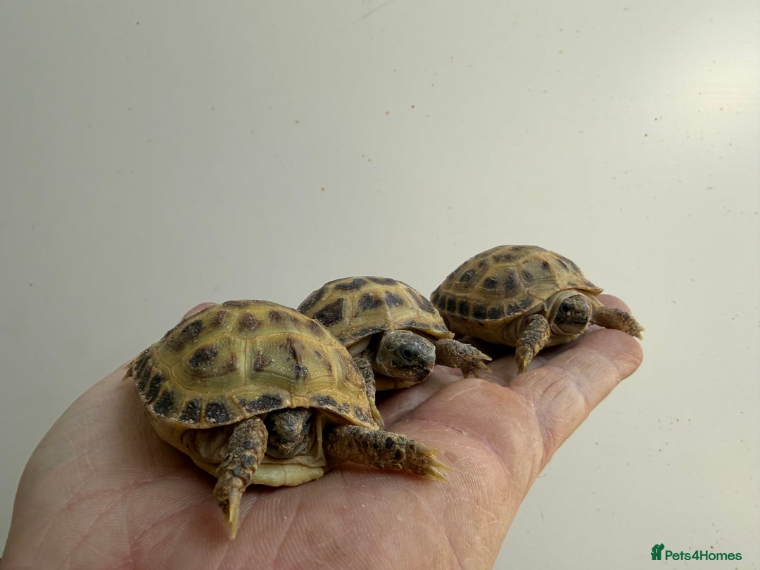 Tortoise reptiles for sale: Baby horsefield Tortioes  - Advert 3