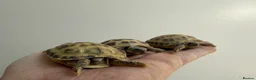 Tortoise reptiles for sale: Baby horsefield Tortioes  - Advert 3