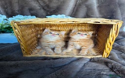 British Shorthair cats for sale: Tica reg 🌈 10colours British shorthair kittens  - Image 14