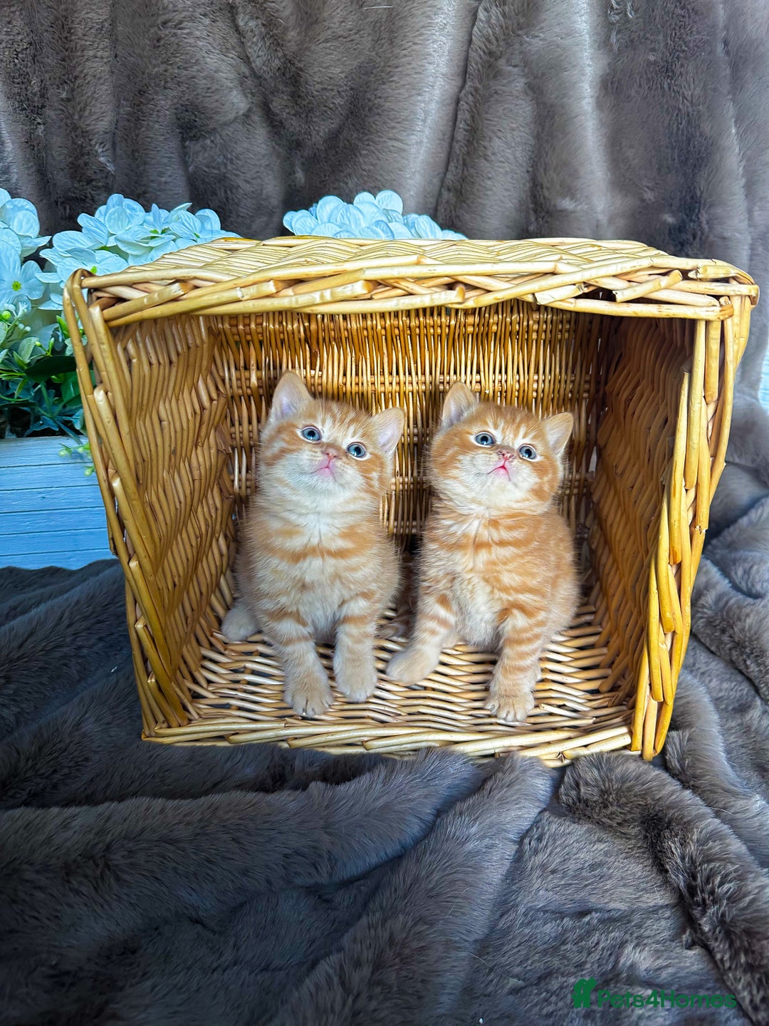 British Shorthair cats for sale: Tica reg 🌈 10colours British shorthair kittens  - Image 14