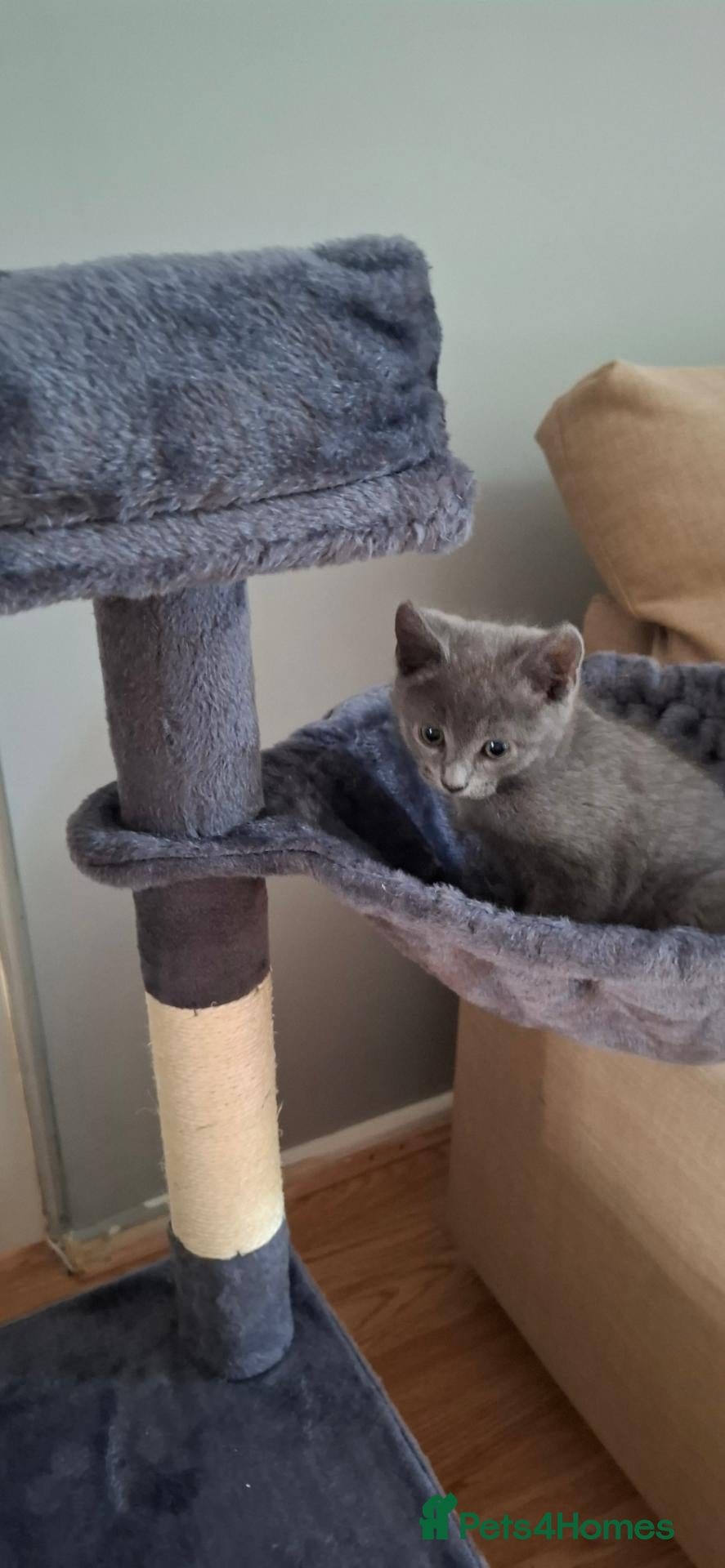 Mixed Breed cats Male kitten - Advert 2