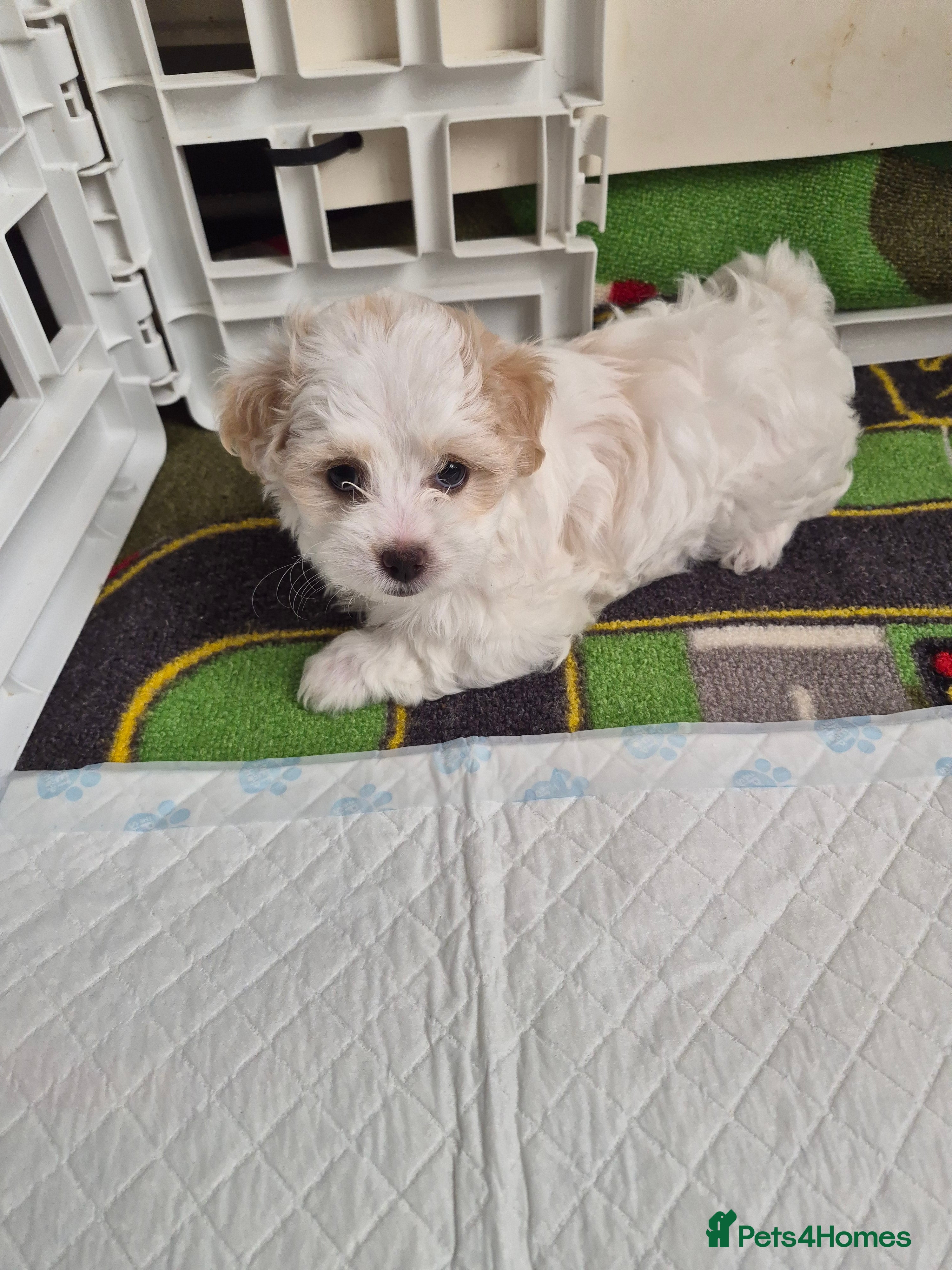 Bichon Frise dogs Mini bison  - Advert 2