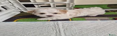 Bichon Frise Puppy 3