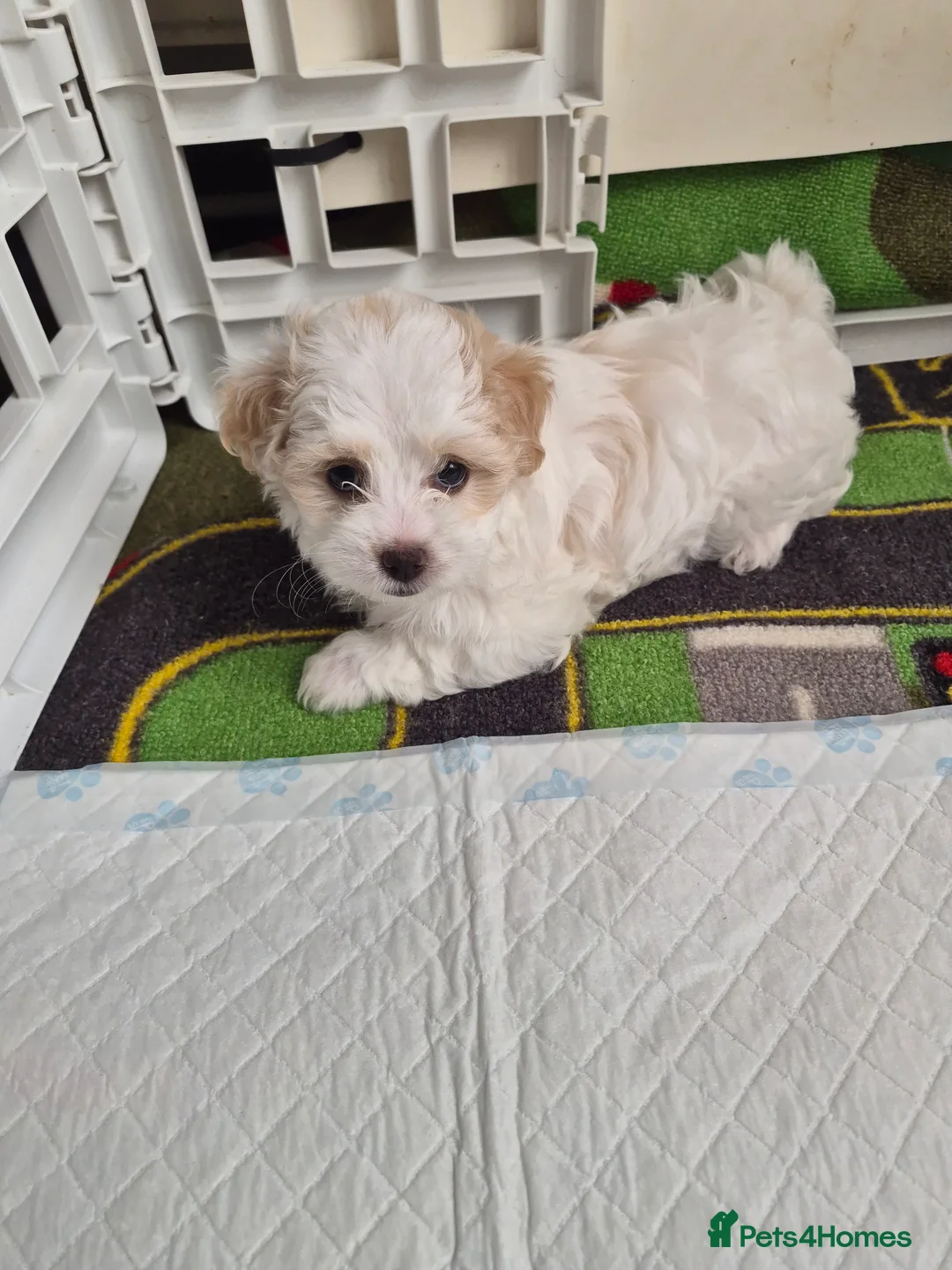 Bichon Frise dogs for sale: Mini bison  in Bristol - Advert 2