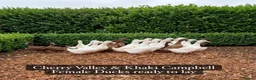 Ducks poultry for sale: Duckling and ready to lay Ducks  - Advert 3